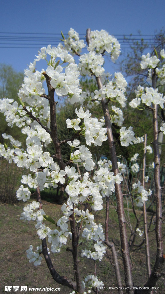 梨花