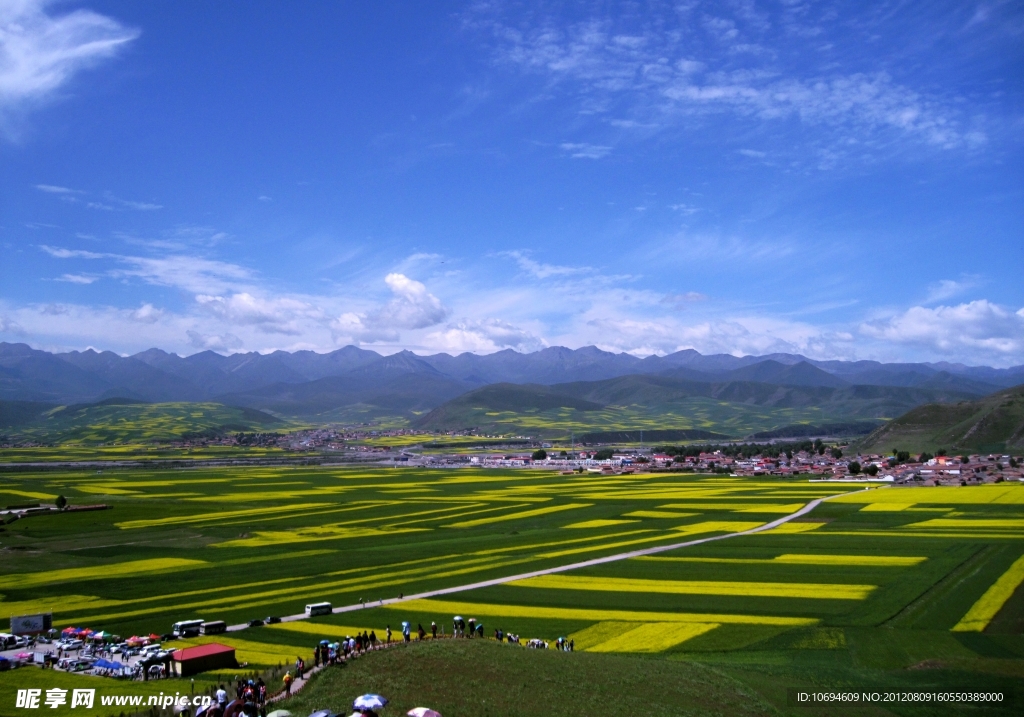 青海门源油菜花