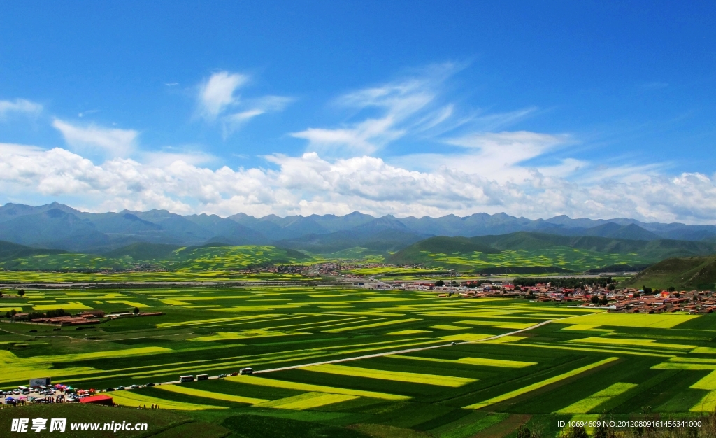 青海门源油菜花