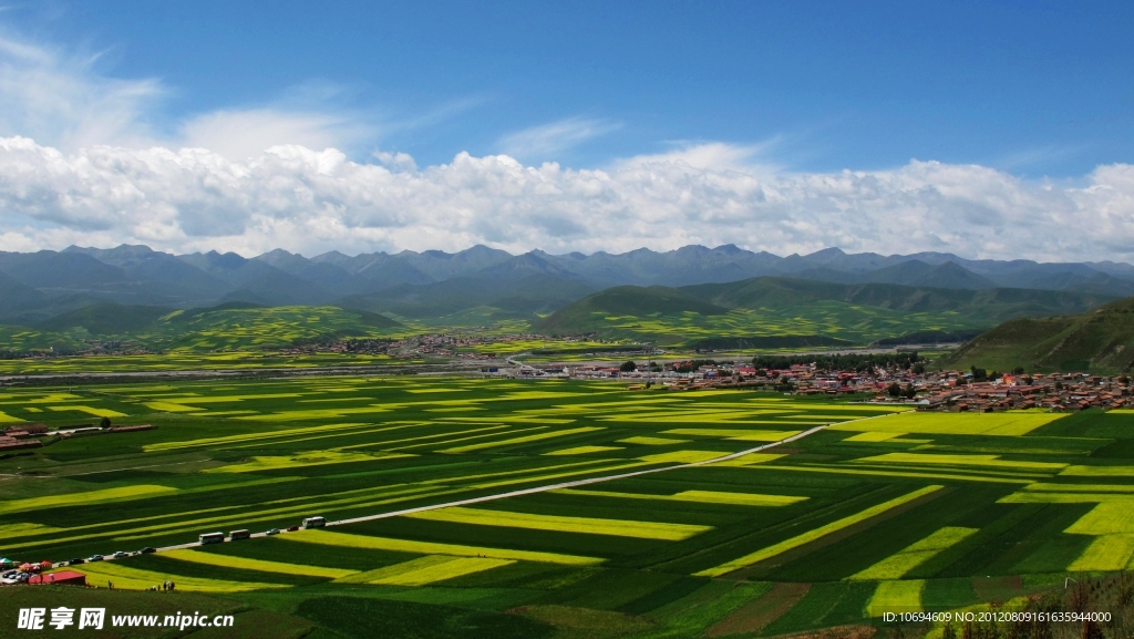 青海门源油菜花