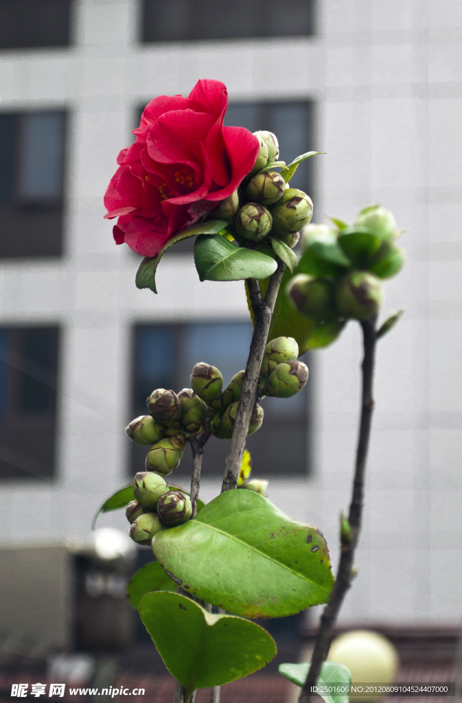 红茶花
