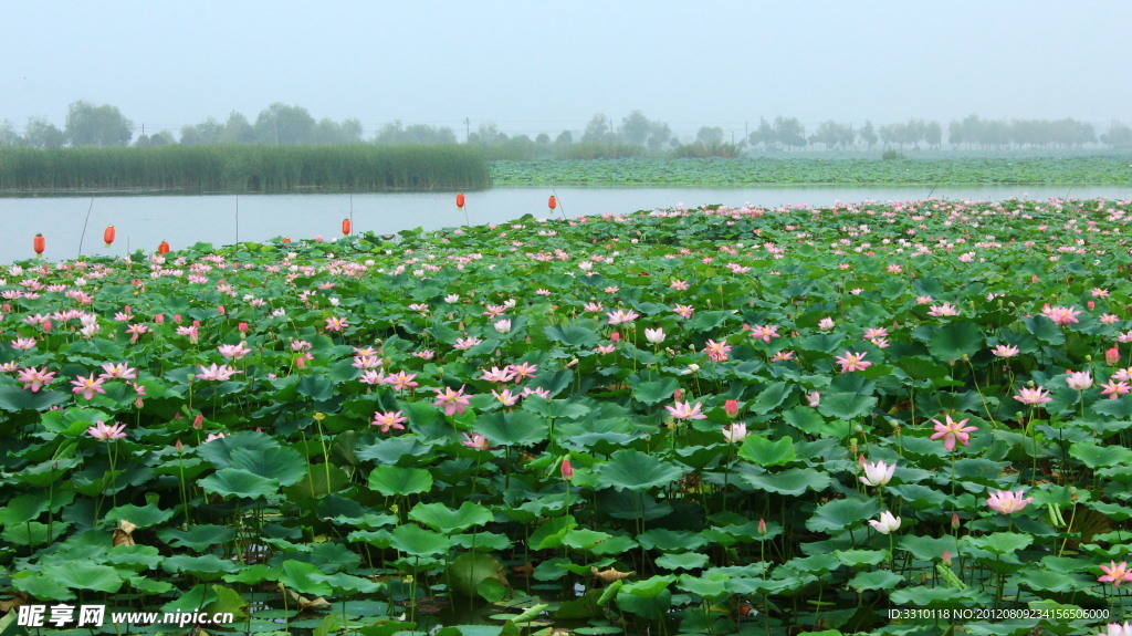 荷花池