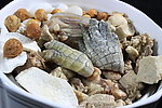 无花果海底椰鳄鱼掌