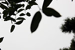 树叶