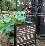 圆柏