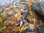 锦鲤图片