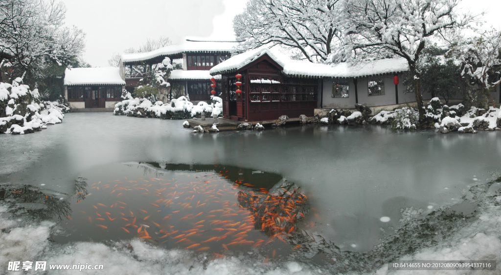 雪落庭院红鲤