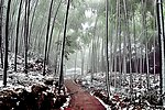 雪竹