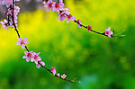 粉红桃花