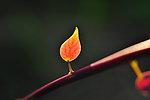 春芽