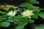 花开并蒂