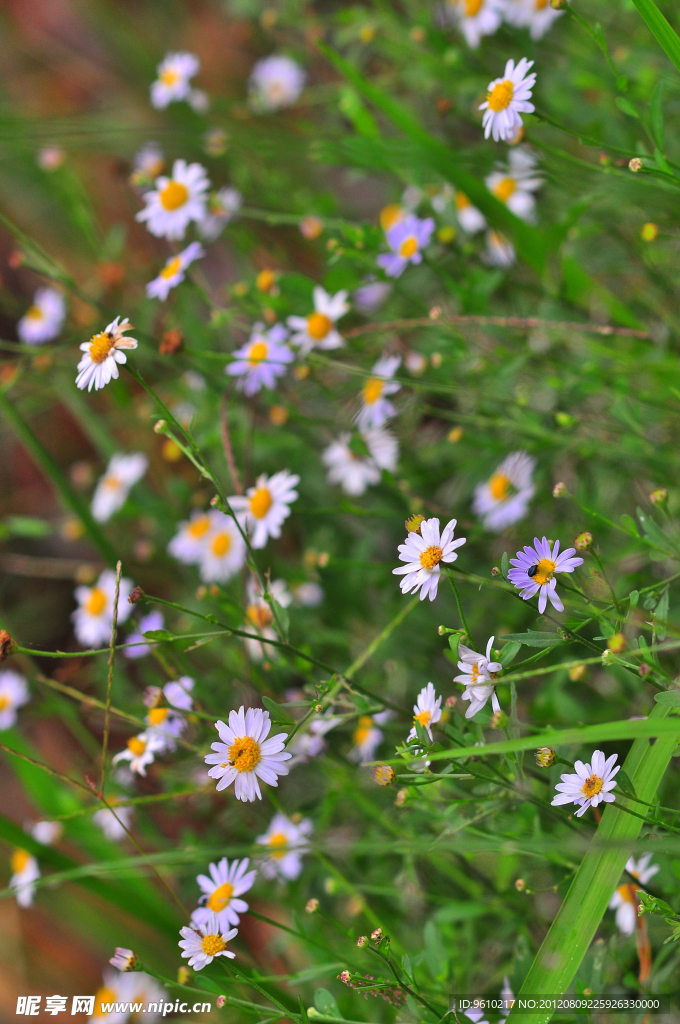 山花