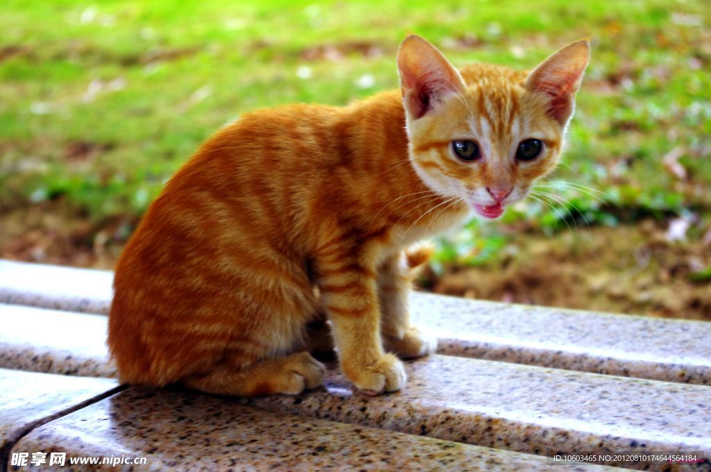 黄猫