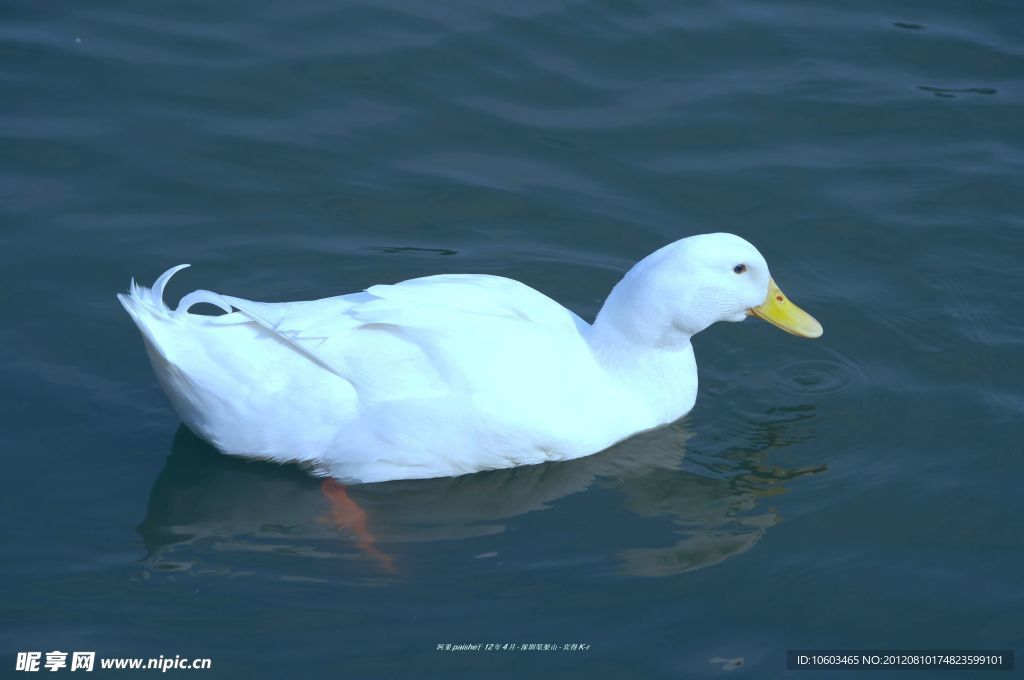 白鸭游水