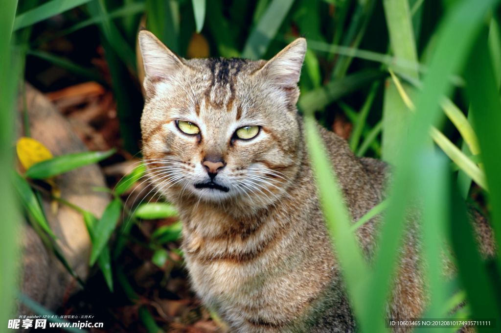 草丛野猫