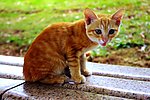 黄猫