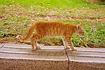 黄猫