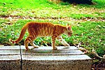 黄猫
