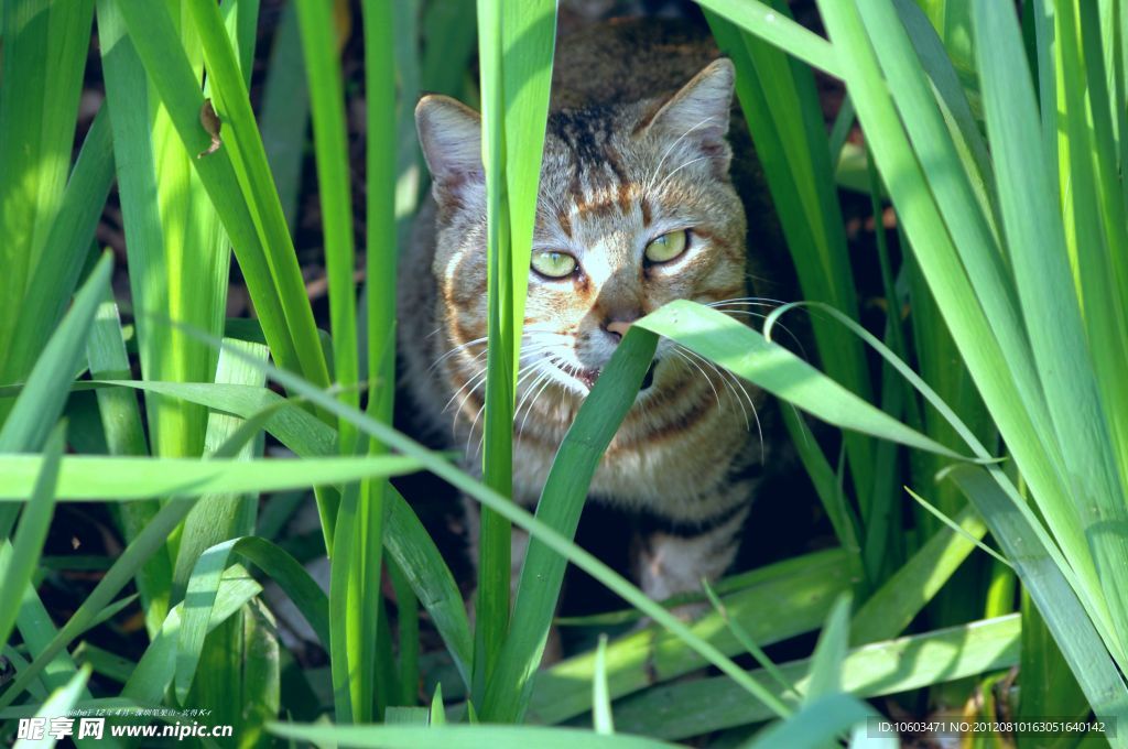 野猫