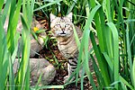 草丛野猫