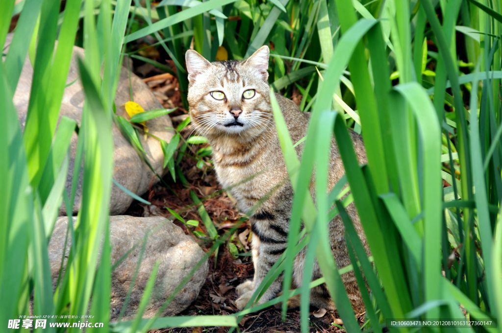 草丛野猫