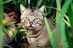 草丛野猫