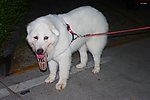 家禽 白狗熊
