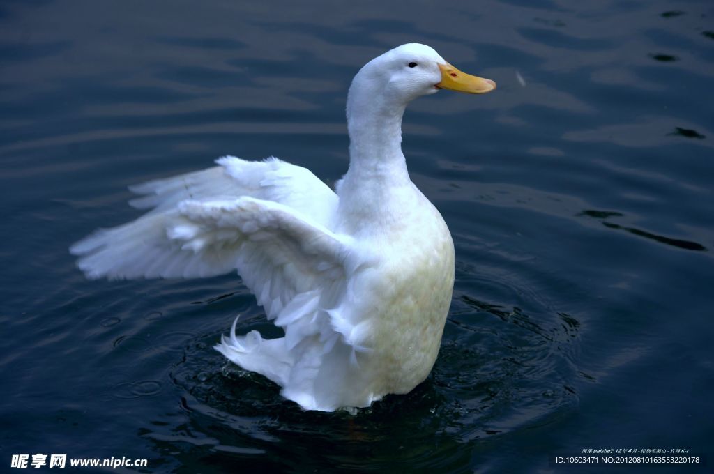 水中站立的白鸭