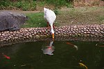 白鹅