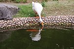 白鹅