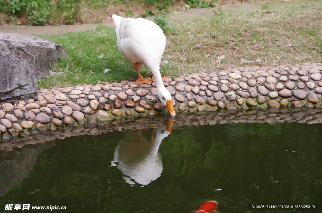 家鹅