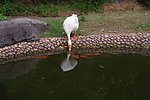 白鹅