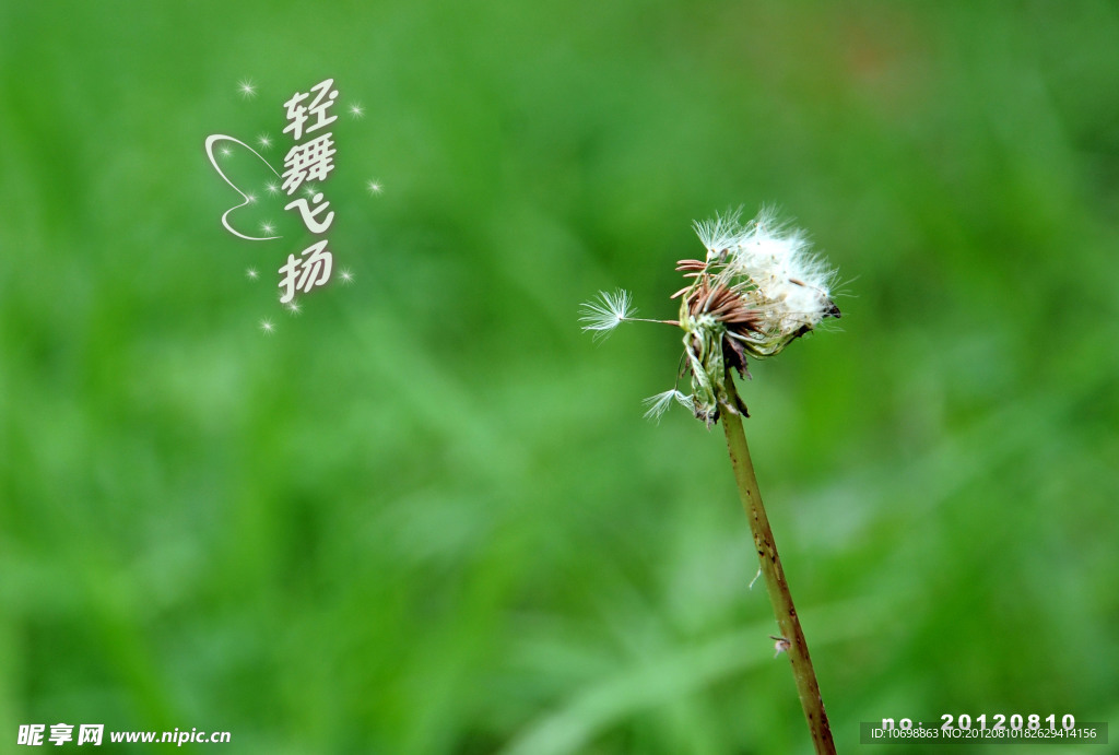 蒲公英