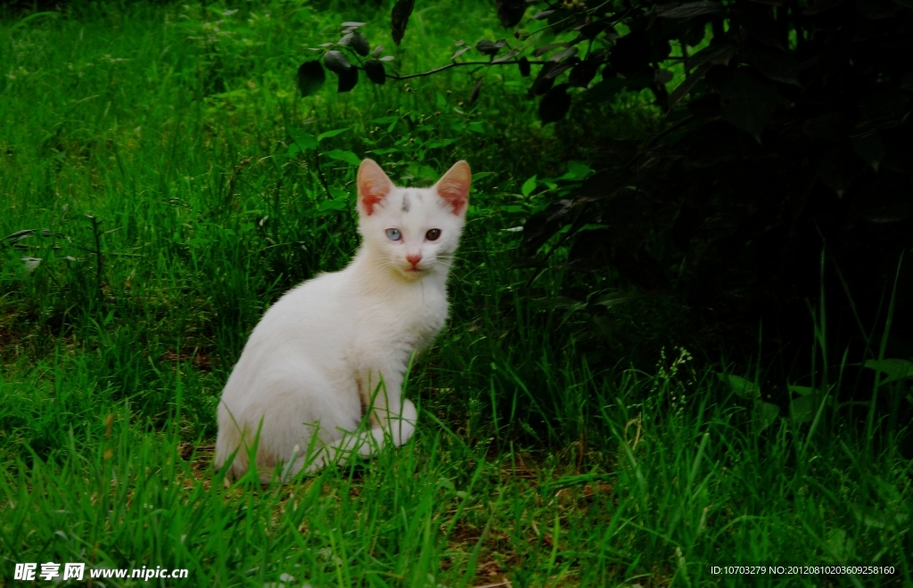 小猫咪