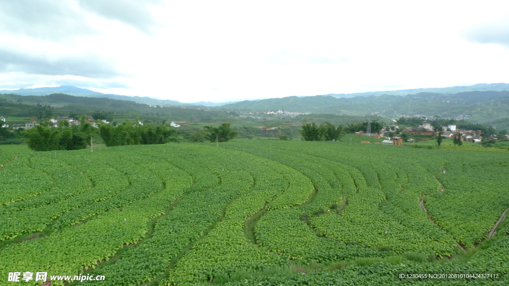 烤烟田