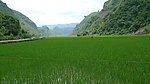 山凹里的水稻田