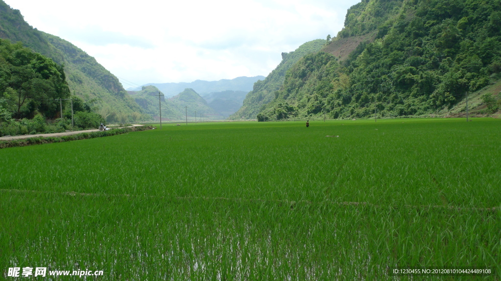 山凹里的水稻田