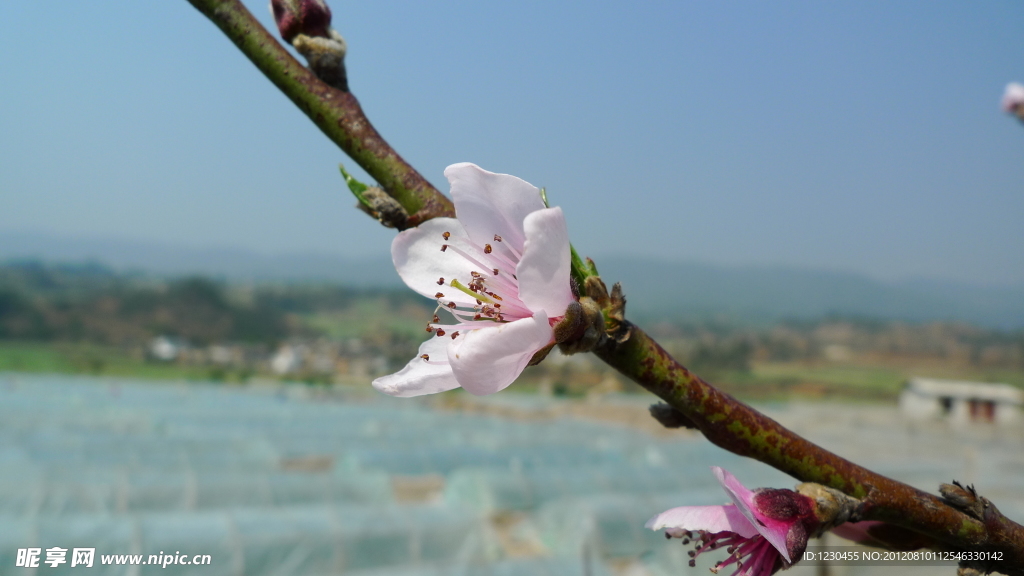 桃花特写