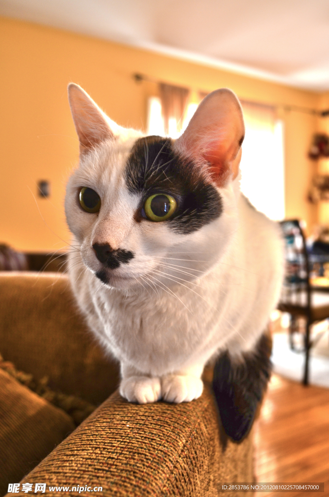 可爱花斑小猫