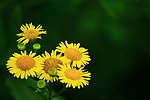 野菊花