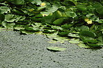 雨中荷塘