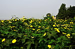 丝瓜花黄