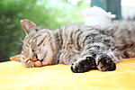 猫咪