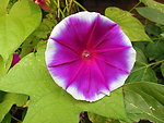 牵牛花