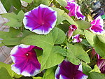 牵牛花
