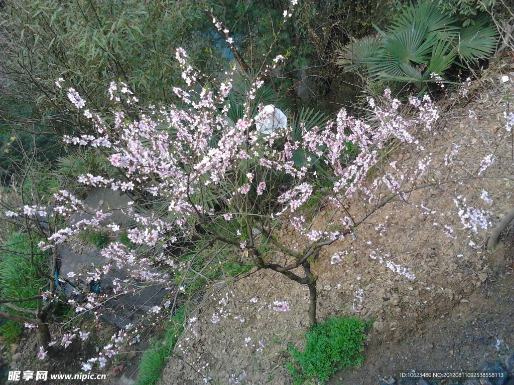 开花枣树