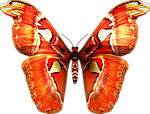 蝴蝶