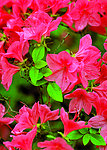 牵牛花