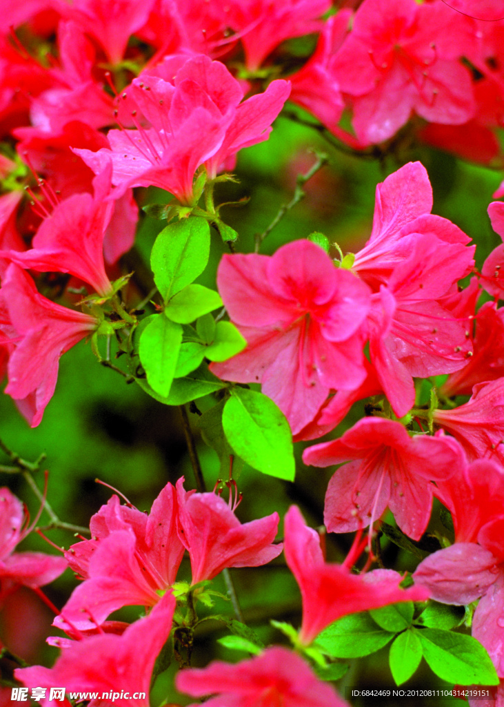 牵牛花