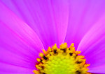 花瓣